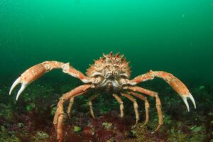 Verbundene Gewässer: Die unglaublichen Reisen der Wildtiere wurden in dieser National Marine Week enthüllt