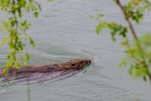Verfechter der Biber-Restaurierung wird Co-Leiter der schottischen Allianz zur Wiederherstellung der Natur