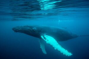Wale, Delfine und Riesenhaie bringen diesen Sommer „Blue Planet“-Momente an die Küsten Großbritanniens
