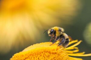 Warum Bienen diesen Sommer ums Überleben kämpfen