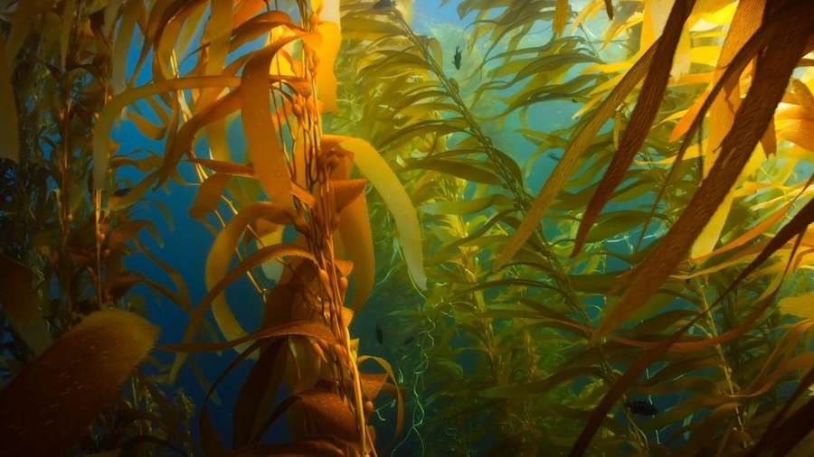 What happens to marine life during heatwaves