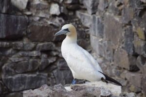 Zwei der größten Tölpelkolonien der Welt werden sich möglicherweise erst im Jahr 2041 von den Auswirkungen der Vogelgrippe erholen, heißt es in einer Studie