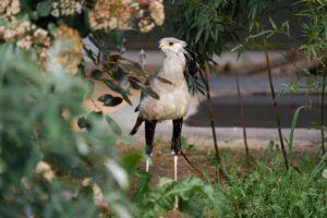 „Großer Durchbruch“ für einen der seltensten Vögel Afrikas: Im Chester Zoo schlüpfen fünf stark gefährdete Küken