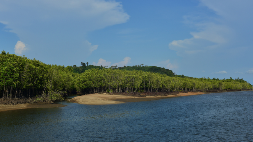 Mangrovenlandschaft in Bang Rong, Thailand