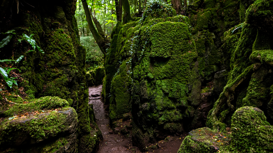 Wald des Dekans