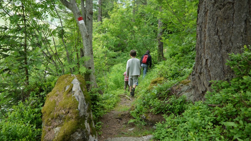 Wanderroute im Wald