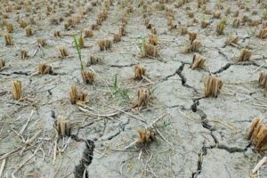 65 Millionen Pfund schweres Dürre-Unterstützungspaket für Landwirte in England angekündigt