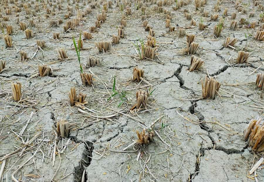 £65m drought support package announced for farmers in England