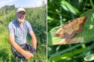 Der Naturschützer beschreibt den „Höhepunkt seiner Karriere“ als die Wiederentdeckung einer seltenen Mottenkolonie nach 70 Jahren