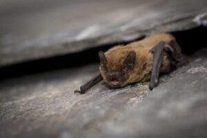 Die Wildlife Trusts warnen: Während England schwelt, muss Westminsters Krieg gegen die Natur aufhören