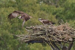 Die ersten Fischadler, die seit der viktorianischen Zeit in einem RSPB-Naturschutzgebiet in England geschlüpft sind