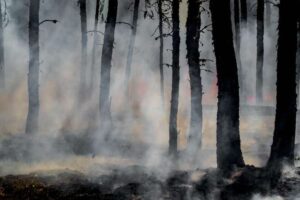 Die meisten Waldbrände haben nichts „Wildes“ – sie werden von Menschen verursacht und dadurch noch gefährlicher