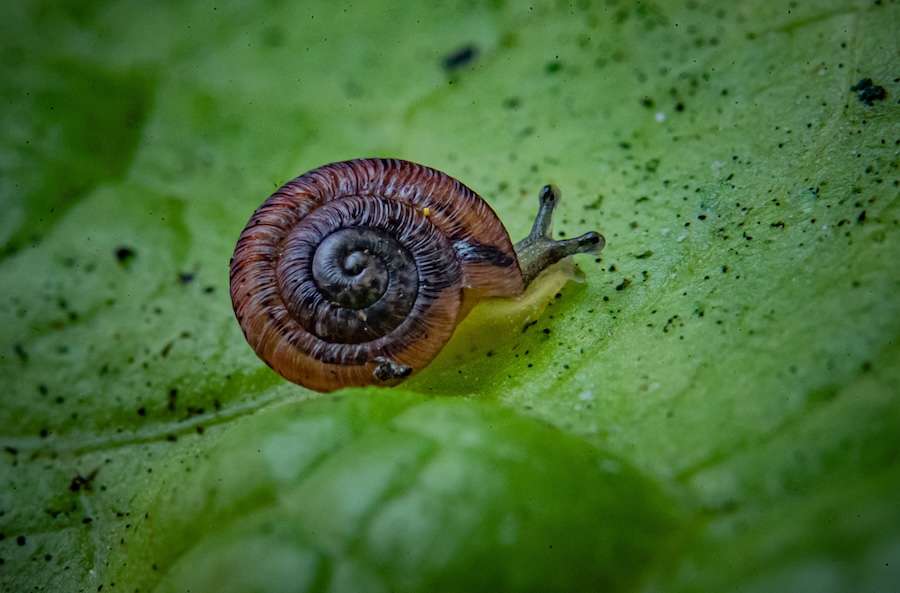 Near-extinct snails hatched at UK zoo have returned to the wild following major conservation breeding success