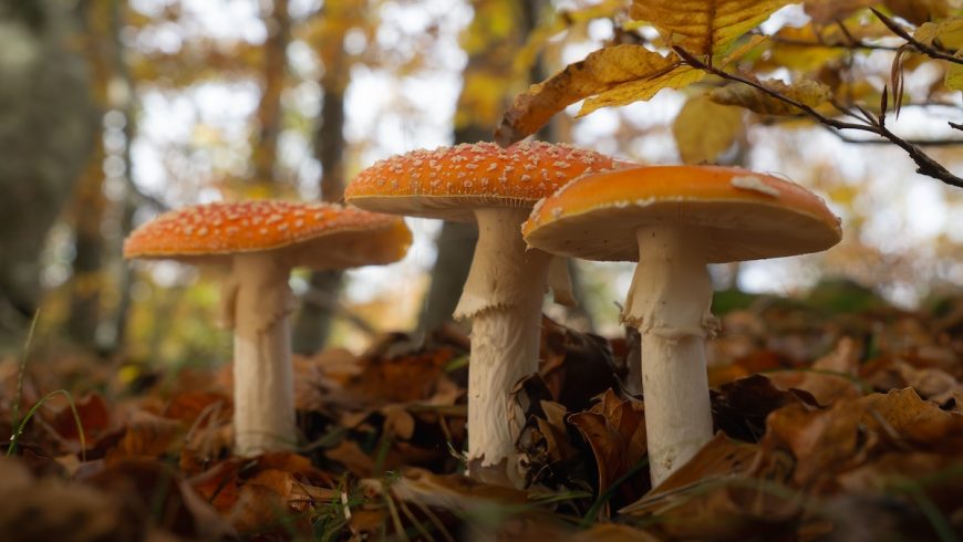 Auf dem Waldboden wachsen wilde Pilze