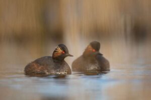 Seltene britische Vogelart erlebt Rekordjahr bei der Brut