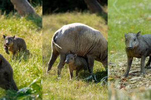 Seltenes Ferkel wurde im Zoo von Chester geboren, da die Afrikanische Schweinepest die Arten zum Aussterben treibt