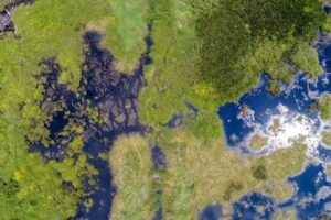 Waldbrände löschen: Wie die Wiederherstellung von Torf die Brandgefahr in den tropischen Wäldern Indonesiens verringert hat