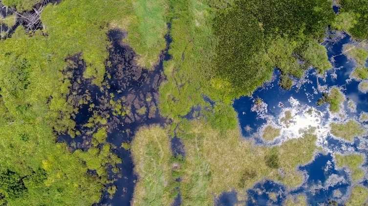 Putting out wildfires: how peat restoration has reduced fire risk in Indonesia’s tropical forests