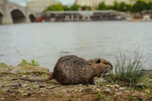 Was wäre, wenn unsere Städte sowohl für die Tierwelt als auch für die Menschen konzipiert wären?