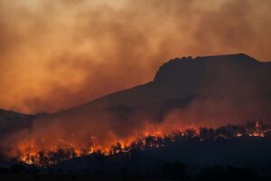 Wie die Wiederverwilderung dazu beitragen könnte, die Ausbreitung der Waldbrände in Großbritannien zu stoppen