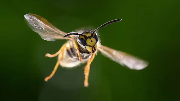 Where have all the wasps gone this summer?