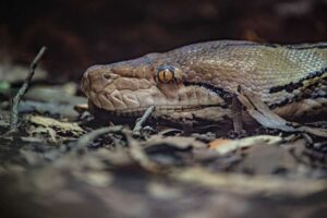 „Weltweit erste“ Krebsbehandlung rettet Python, nachdem Tumor einen Teil ihres Kiefers zerstört hat