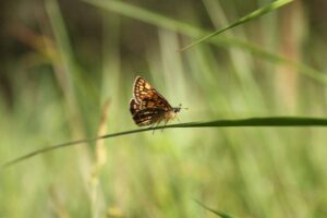 Naturschützer, die einen ausgestorbenen Schmetterling wiederbelebten, erhielten 150.000 Pfund