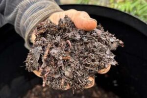 UK Compost Championship gibt „Gardenfluencer“ Charles Dowding als Sieger des dritten Quartals bekannt