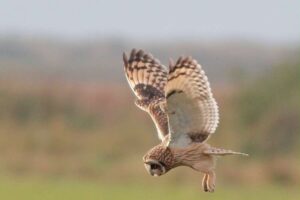 Alle 19 in England brütenden Raubvogel- und Eulenarten wurden dieses Jahr im Wild Ken Hill registriert