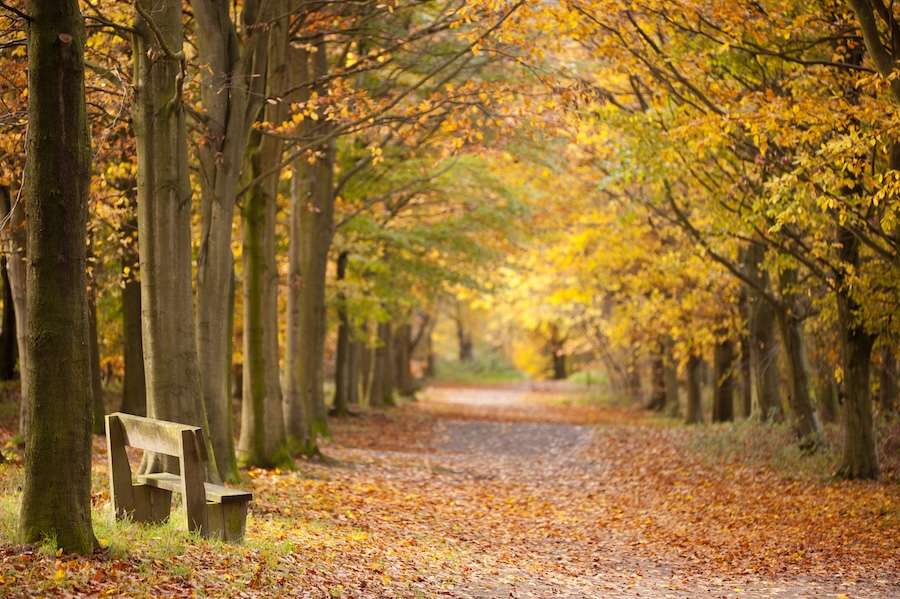 Die Untätigkeit der Regierung beim Zugang zur Natur gefährdet die öffentliche Gesundheit, warnt The Wildlife Trusts