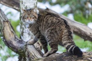 Durch den Zusammenschluss von Umweltbehörden entgehen Schottlands Tierwelt Millionen an Mitteln zur Artenerhaltung