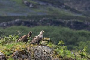 Mulls Wunderadler kehrt drei Jahre nach seinem beinahe tödlichen Sturz zurück