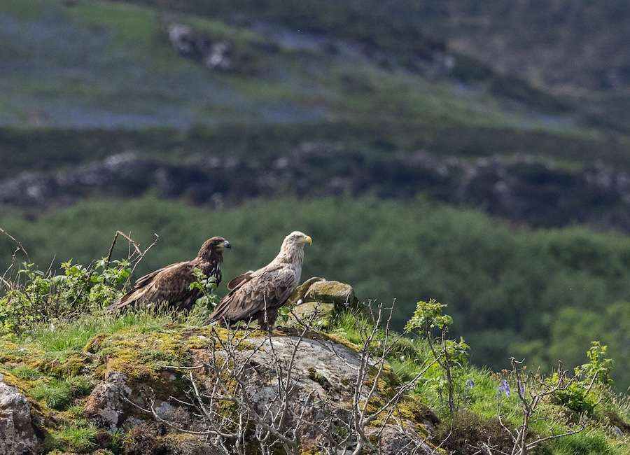 Mull’s miracle Eagle returns three years on from near-fatal fall