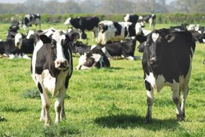 Neuer Bericht stellt fest, dass der Aufstieg von „Mega-Molkereien“ die Natur an ihre Grenzen bringt