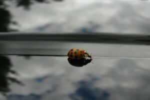 Warum sollte es uns kümmern, wenn sich auf unserer Windschutzscheibe keine zerquetschten Insekten befinden?