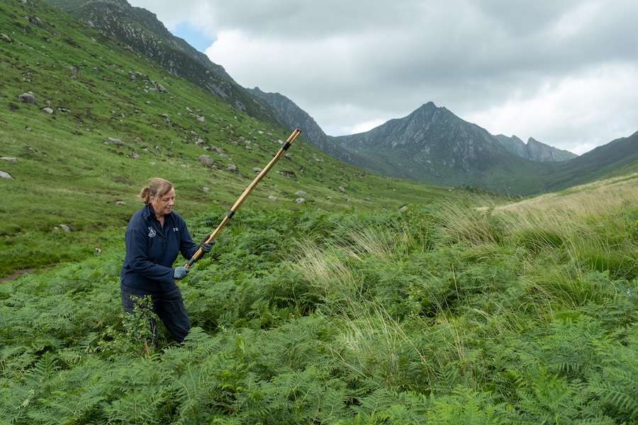 Major Milestone Reached In Saving Rare Tree From Extinction