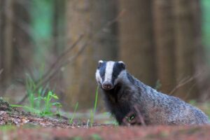 Wildtiere sind „schrecklicher“ Grausamkeit ausgesetzt, da Tausende mutmaßlicher Verbrechen ungestraft bleiben