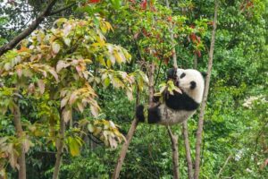 Chinas Panda-Diplomatie: Wie Peking Naturschutz und Handel verbindet