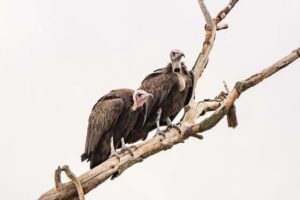 Das erste Kapuzengeierpaar im Chester Zoo trifft ein, um stark gefährdete Arten zu fördern