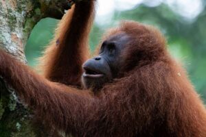Der Wildtierbestand ist seit 1970 um 73 % zurückgegangen – doch viele Tiere auf der Welt werden immer noch nicht gezählt