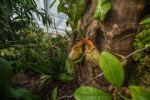 Die Dracula-Orchideen im Chester Zoo gelten als landesweit bedeutende Naturschutzsammlung