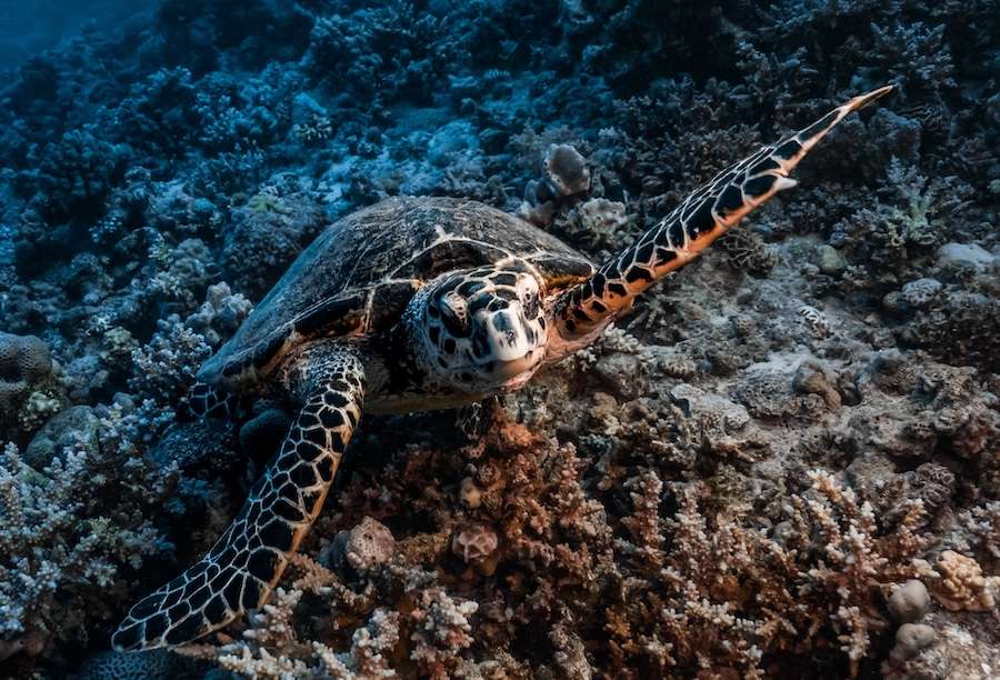 El Niño in the Pacific likely to reshape Red Sea salinity