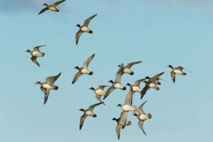 Höhen und Tiefen für Stauseeenten