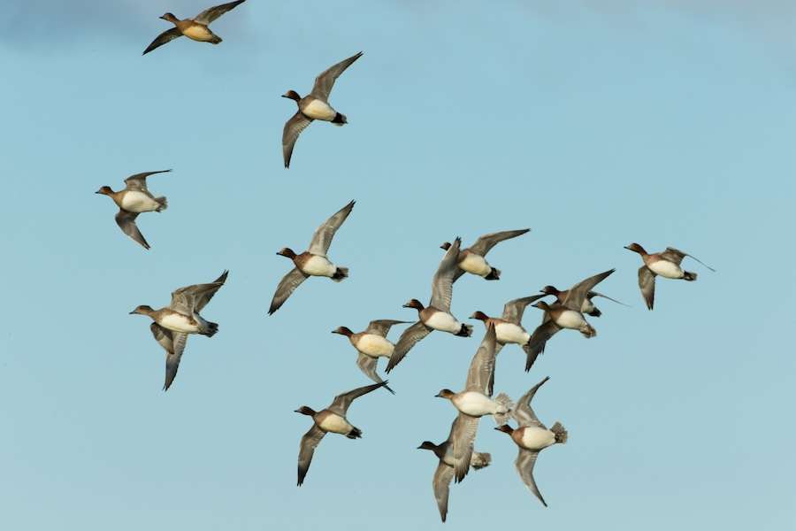 Highs and lows for reservoir ducks