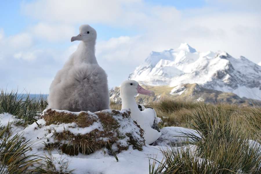 New analysis estimates thousands of endangered albatrosses killed each year by Southern Hemisphere longline fisheries