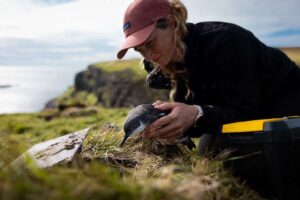 Sternbeobachtende Seevögel kehren im Rahmen eines großen Naturschutzprojekts nach Canna zurück