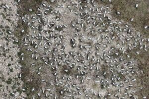 Zeichnen Sie „Seeschwalben“ für Seevögel in den Naturschutzgebieten Solent RSPB auf
